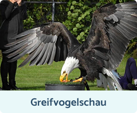 Greifvogelschau